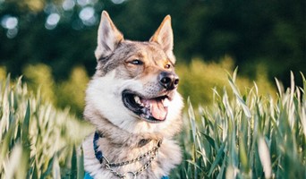 Avcılar İtaat Eğitimi, Avcılar İtaat Eğitimi