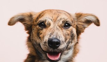 Köpeğim İçin Güvenli Pansiyon, Köpeğim İçin Güvenli Pansiyon