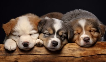 Yavru Köpek Konaklama, Yavru Köpek Konaklama