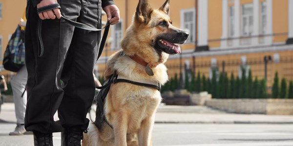 Bodyguard Eğitimi, Bodyguard Eğitimi