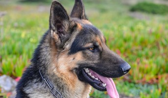 Köpekler İçin Birebir Bakım, Köpekler İçin Birebir Bakım