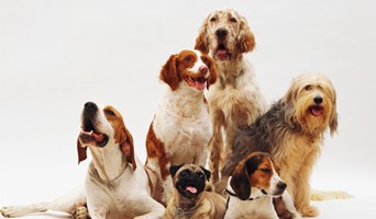 Sosyal Köpekler İçin Otel Ortamı, Sosyal Köpekler İçin Otel Ortamı