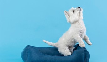 Yavru Köpek Oteli İstanbul, Yavru Köpek Oteli İstanbul