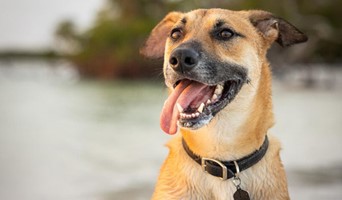 Ev Konforunda Köpek Oteli, Ev Konforunda Köpek Oteli