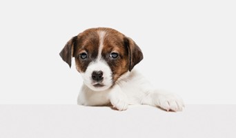 Köpek Oteli Veteriner Hizmetleri, Köpek Oteli Veteriner Hizmetleri