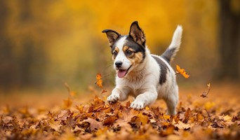 İstanbul Günlük Köpek Oteli, İstanbul Günlük Köpek Oteli