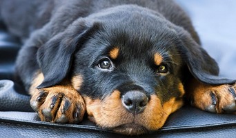 Yavru Köpekler İçin İlk Sosyalizasyon Deneyimi, Yavru Köpekler İçin İlk Sosyalizasyon Deneyimi