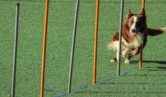 Köpeklerde Egzersiz Eksikliğinin Sonuçları, Köpeklerde Egzersiz Eksikliğinin Sonuçları