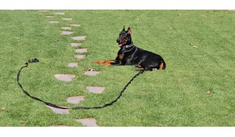 Köpek Otel Hizmeti, Köpek Otel Hizmeti