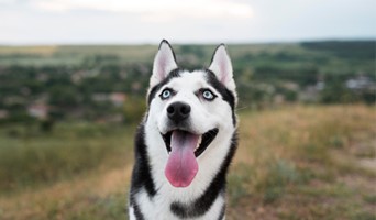 Veterinerli Köpek Oteli, Veterinerli Köpek Oteli