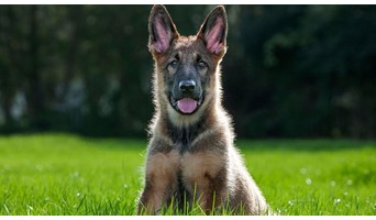 İstanbul Köpek Otel Hizmetleri, İstanbul Köpek Otel Hizmetleri