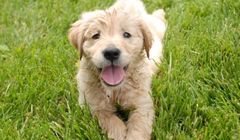 İstanbul’daki Köpek Otellerinde Eğitim ve Bakım Hizmetleri, İstanbul’daki Köpek Otellerinde Eğitim ve Bakım Hizmetleri