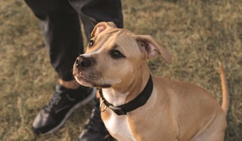 Avcılar Alan Koruma Eğitimi, Avcılar Alan Koruma Eğitimi