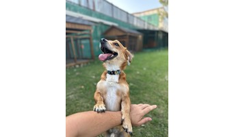 köpek, beylikdüzü