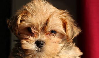 Ev Ortamı Sunan Köpek Oteli, Ev Ortamı Sunan Köpek Oteli