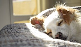 Köpeklerde İştahsızlık: Olası Sebepler ve Çözümler, Köpeklerde İştahsızlık: Olası Sebepler ve Çözümler