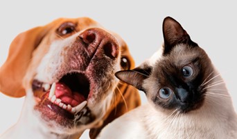 Veteriner Destekli Köpek Oteli, Veteriner Destekli Köpek Oteli