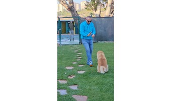 Bahçeşehir Köpek Oteli, Beylikdüzü Köpek Oteli,Pet Otel,Köpek Eğitim Merkezi,Bahçeşehir köpek oteli,istanbul köpek oteli