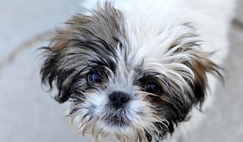 Evcil Hayvan Oteli, Evcil Hayvan Oteli