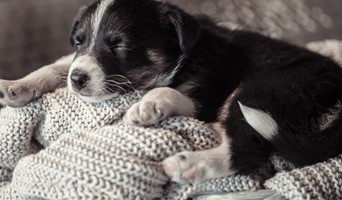 Avcılar Yavru Köpek Eğitimi, Avcılar Yavru Köpek Eğitimi