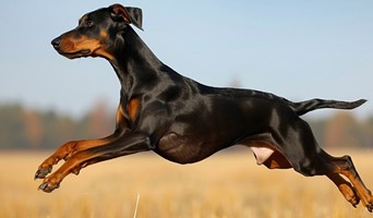 Anadolu Yakası Güvenilir Köpek Oteli, Anadolu Yakası Güvenilir Köpek Oteli