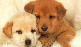 Köpeklerde Günlük Egzersiz İhtiyacı ve Oyun Zamanı, Köpeklerde Günlük Egzersiz İhtiyacı ve Oyun Zamanı