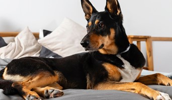 Köpek Eğitimi ve Bakımı Hizmeti, Köpek Eğitimi ve Bakımı Hizmeti