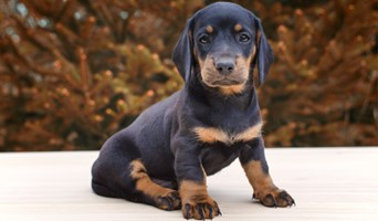 Köpek Oteli Özel Hizmetler, Köpek Oteli Özel Hizmetler