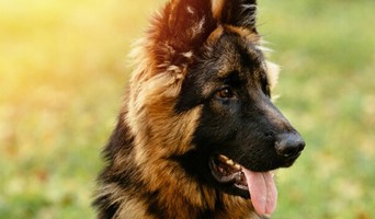 Köpek Kreşi, Köpek Kreşi