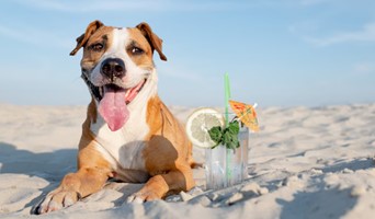 Tatil Döneminde Köpek Oteli Arıyorum, Tatil Döneminde Köpek Oteli Arıyorum