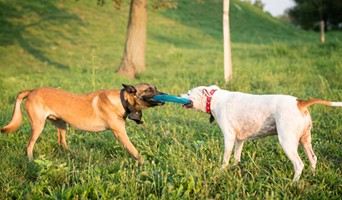 Sosyalleşme İmkânı Sunan Köpek Oteli, Sosyalleşme İmkânı Sunan Köpek Oteli