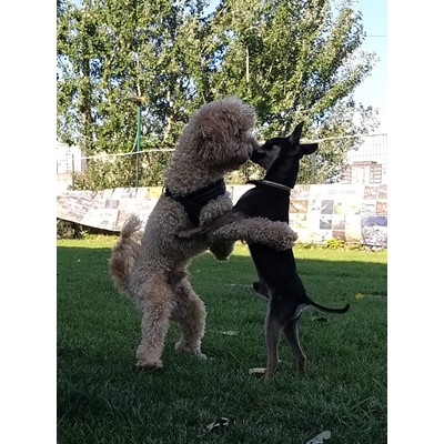 Batıpet
